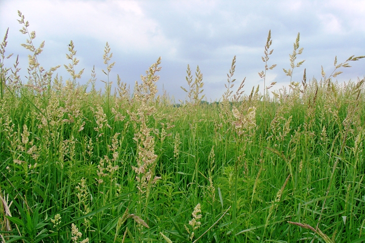 B1-10-Reed-Canary-Grass-Brynda.hatch_ Image from Wisconsin Wetlands Association (wisconsinwetlands.org)