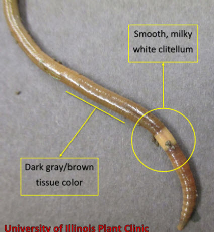 Jumping-worm Jumping-worm