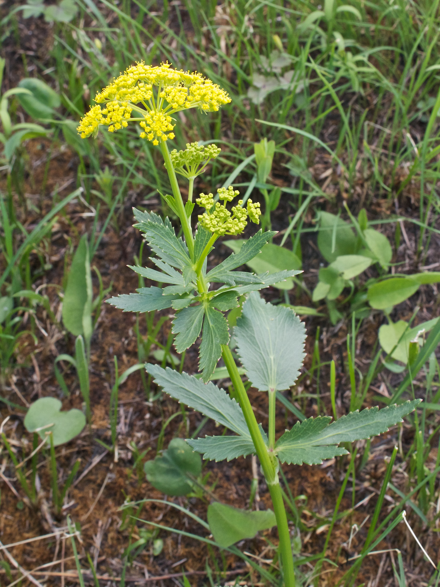 Wild_Parsnip Wild_Parsnip